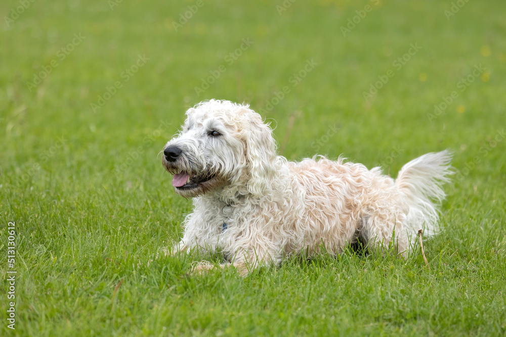 White labradoodle lying down in the grass at the dog park