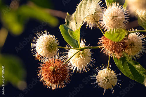 flowers of a willow