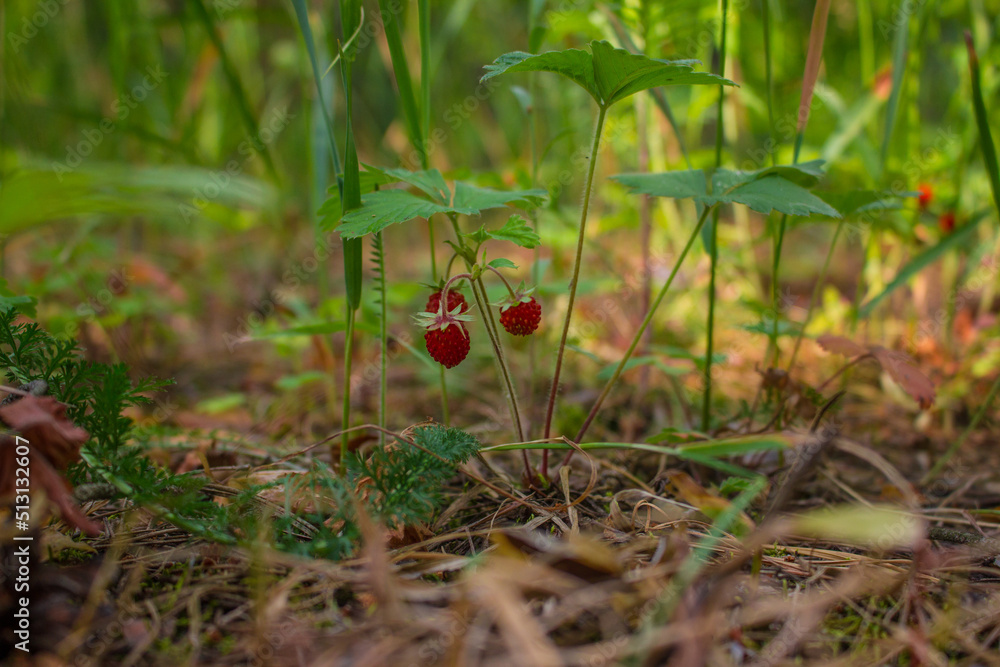 strawberries, summer berries, in a forest clearing strawberries, summer berries, in a forest clearing