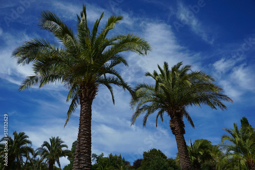 Der  Palmengarten im Kurpark in Bad Pyrmont 