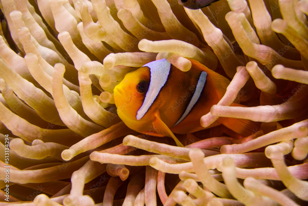 Φωτογραφία Beautiful clownfish in the anemone in the warm tropical water of the Red Sea in Hurghada, Egypt