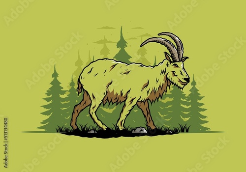 Hairy mountain goat with long horns
