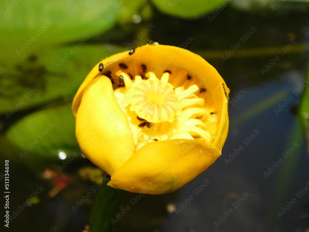 pond with water plants Nuphar lutea yellow waterlily, brandybottle