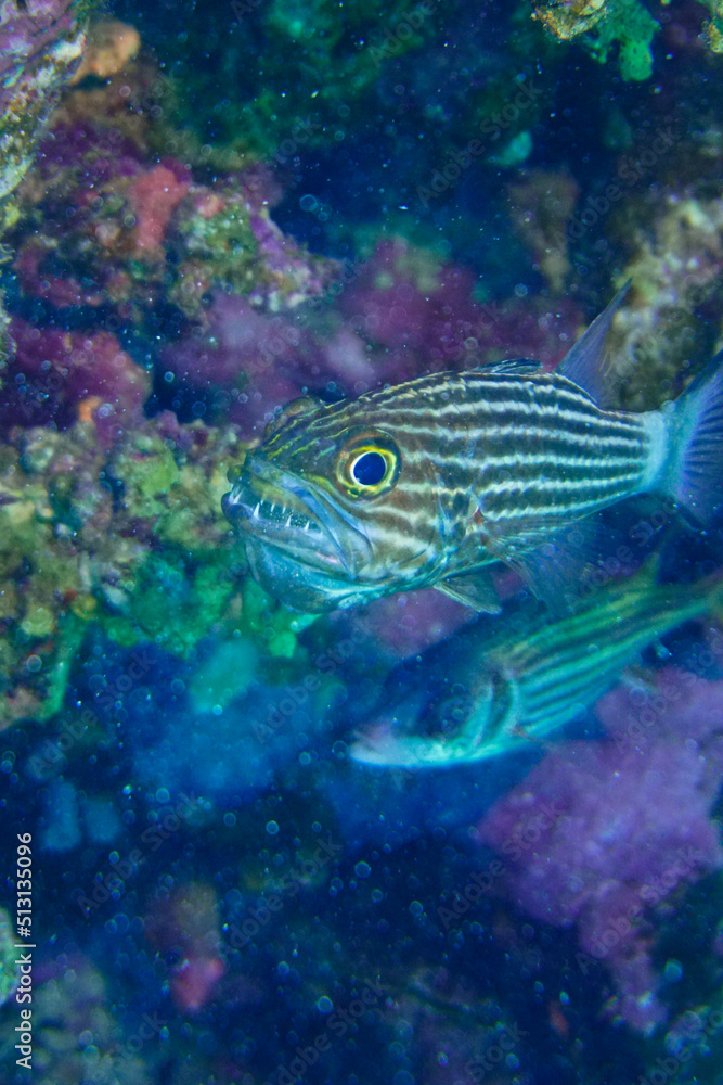 A fish holding its babies, freshly hatched eggs, in its mouth in the Red Sea in Egypt A fish holding its babies, freshly hatched eggs, in its mouth in the Red Sea in Egypt