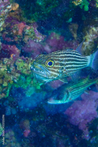 A fish holding its babies, freshly hatched eggs, in its mouth in the Red Sea in Egypt