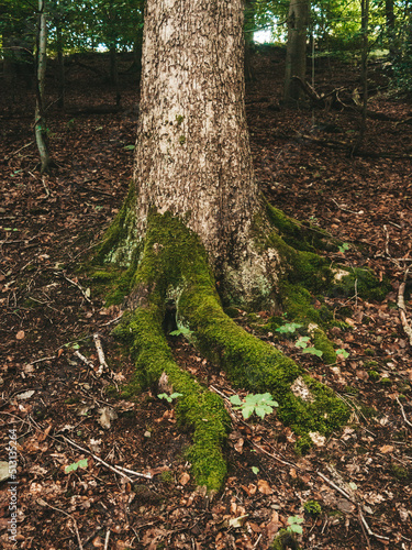 old tree with big roots and moss in the forest