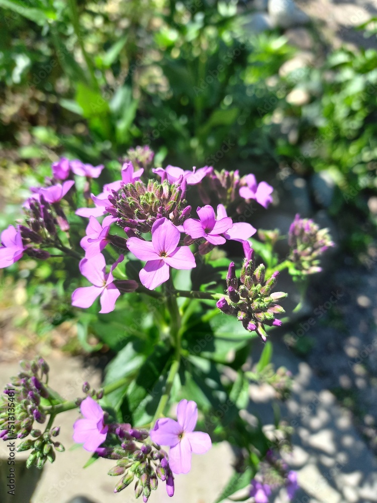nature, flowers, plants, sky, landscape nature, flowers, plants, sky, landscape