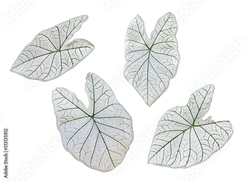 Isolated white Alocasia (Keladi Putih) leaves photo