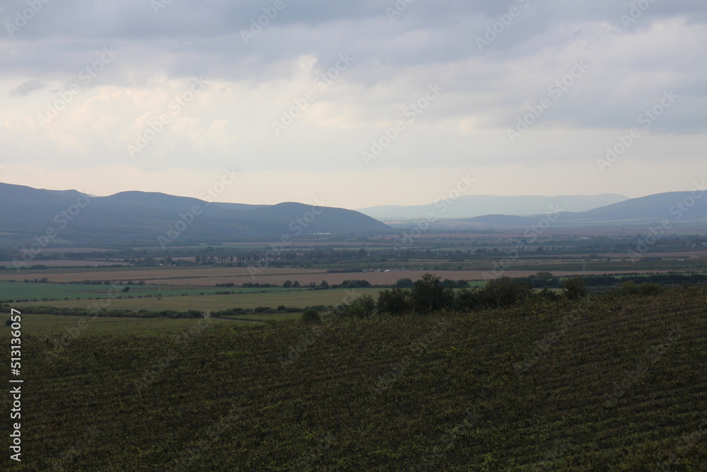 Vineyards in vineyard Tokaj region near Mala Trna, southeast Slovakia