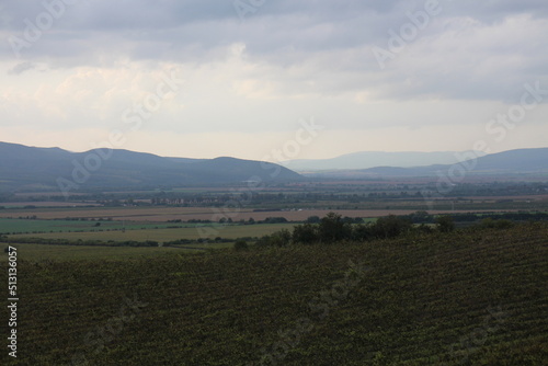 Vineyards in vineyard Tokaj region near Mala Trna  southeast Slovakia