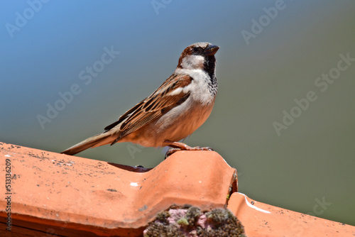 Haussperling - Männchen // House sparrow - male (Passer domesticus) photo