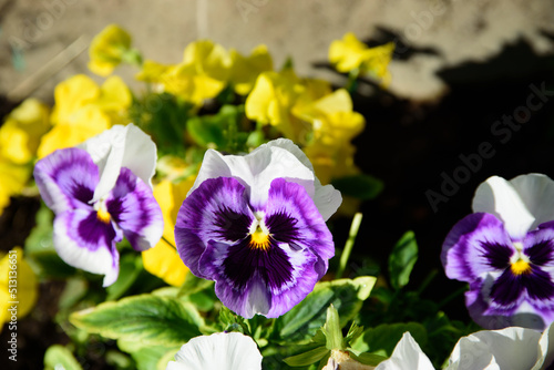 beautiful yellow-blue flowers in the middle of summer on a green grass on a sunny day