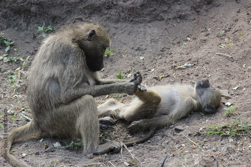 Chacma Baboon checking the foot of another baboon, Kruger National Park, South Africa