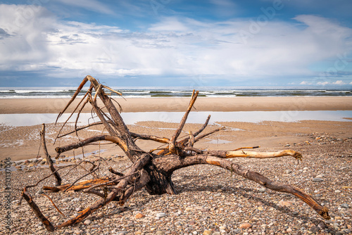 Fotografie, Obraz A summer HDR seascape of driftwood on the beach at Findhorn, Moray, Scotland