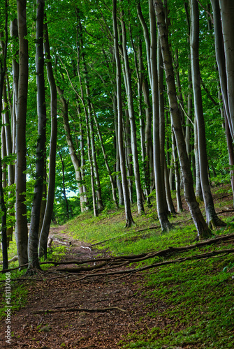 Waldweg