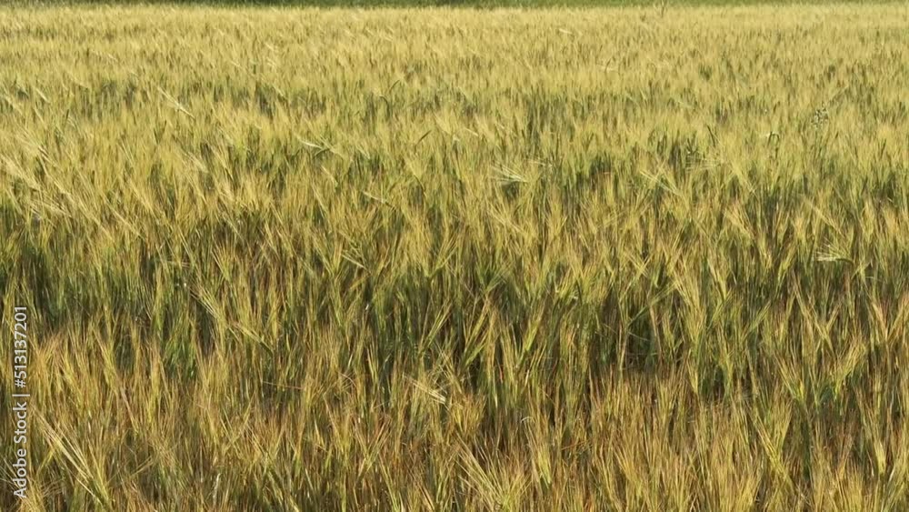 Wheat ears in light wind weather. Agricultural field. Real time video. Wheat ears in light wind weather. Agricultural field. Real time video.