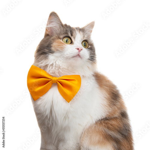Cute funny fluffy cat beautiful with bow tie isolated on the white background