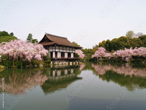 京都 平安神宮のしだれ桜