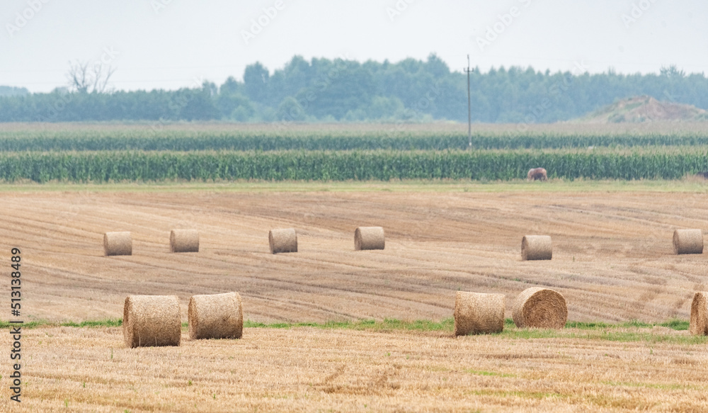 Baled straw in the field. The field after the harvest and after mowing the grain. Pressed straw in bales.