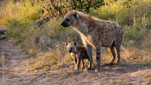 spotted hyena mother and cub