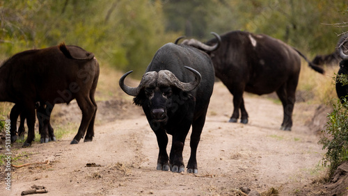 a massive African buffalo bull 