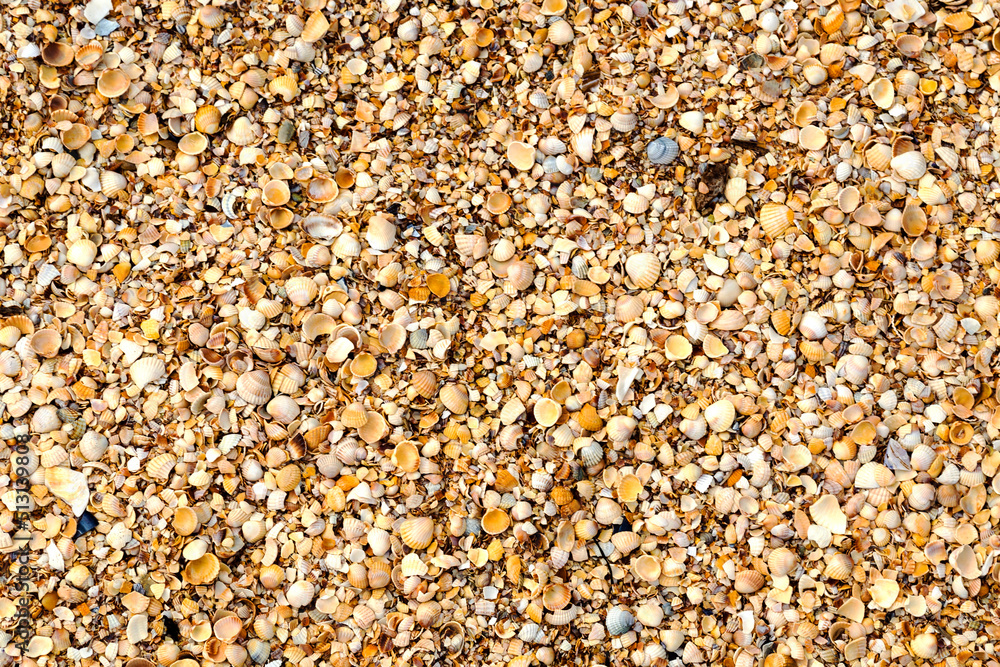 The texture of the summer sea beach - sand with small shells, top view. Summer natural background The texture of the summer sea beach - sand with small shells, top view. Summer natural background