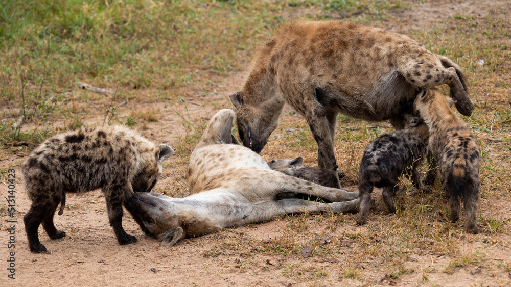 Spotted hyenas greeting one another. Spotted hyenas greeting one another.