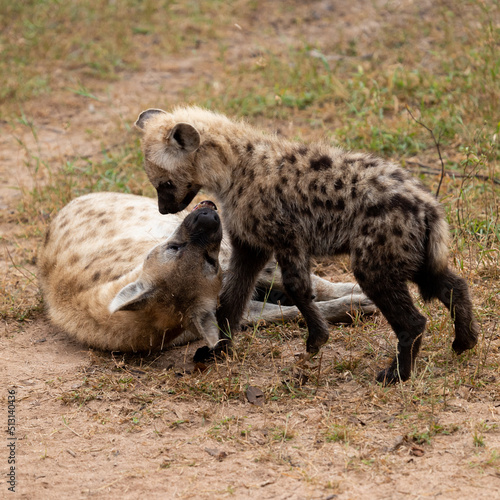 Spotted hyenas greeting one another.