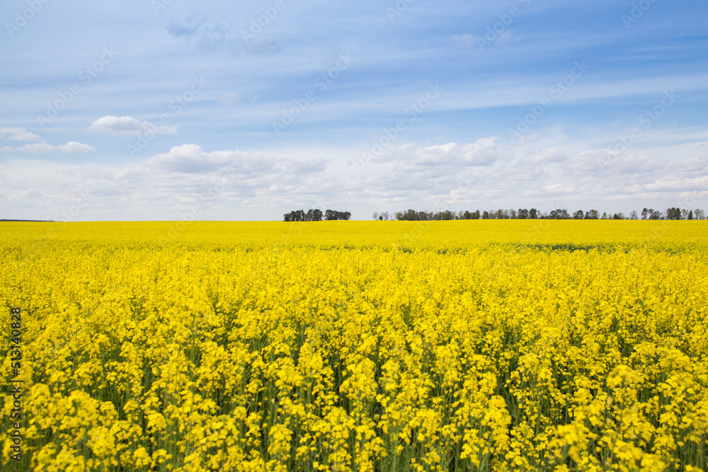 Blooming rapeseed field and blue sky with white clouds. Yellow and blue colors symbol of the country of Ukraine. Pride, freedom, independence. stop the war