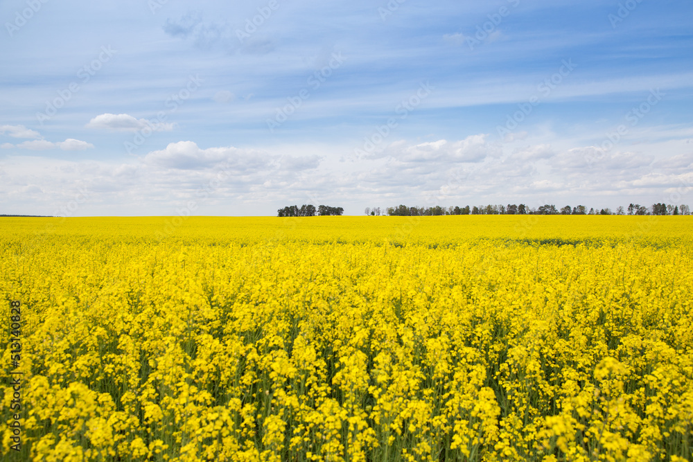 Blooming rapeseed field and blue sky with white clouds. Yellow and blue colors symbol of the country of Ukraine. Pride, freedom, independence. stop the war Blooming rapeseed field and blue sky with white clouds. Yellow and blue colors symbol of the country of Ukraine. Pride, freedom, independence. stop the war