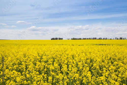 Blooming rapeseed field and blue sky with white clouds. Yellow and blue colors symbol of the country of Ukraine. Pride, freedom, independence. stop the war © Anna