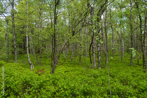 Birkenwald im Roten Moor in der Rhön