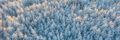 Beautiful winter forest landscape. Top view of snow-covered larch trees. Frozen trees in the snow. Aerial view of amazing northern nature. Cold snowy winter weather. Cold snap. Panoramic background.