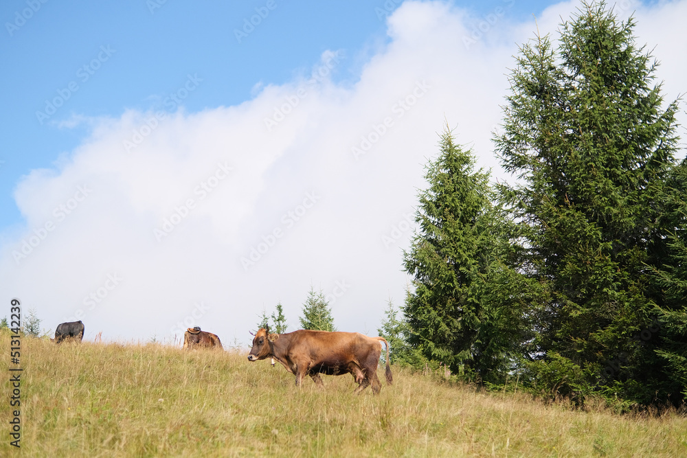 Brown milk cow in a meadow of grass and wildflowers with the Alps on background