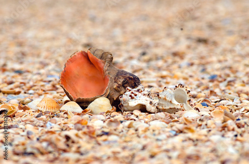 Beautiful seashells by the sea