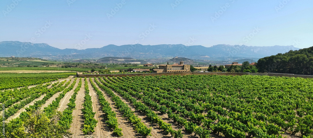  Valley with vineyard crops in La Rioja, Spain