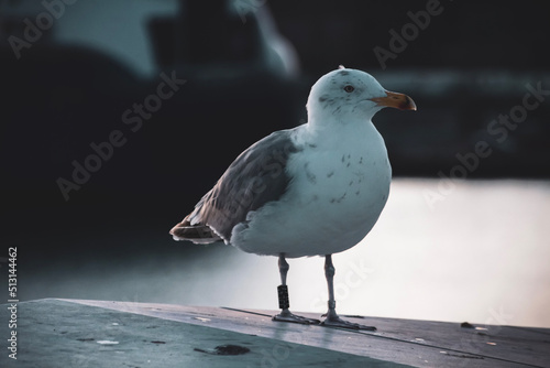 Photography seagull on the Opera in Oslo