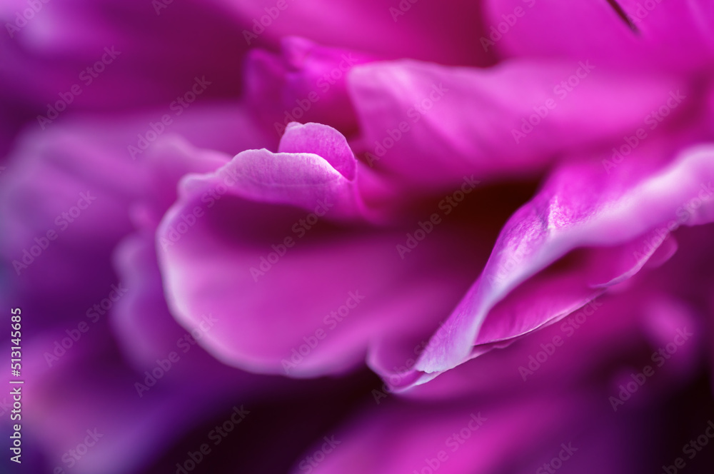 Vibrant deep pink petals at centre of peony flower.