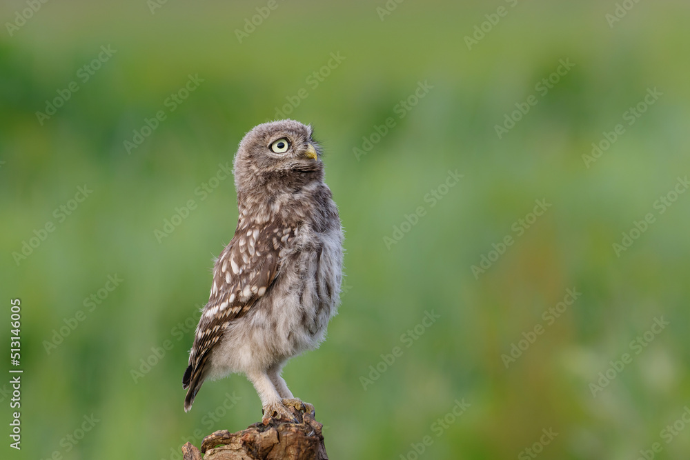Little owl (Athene noctua) juvenile coming to outside just before dark in Noord Brabant in the Little owl (Athene noctua) juvenile coming to outside just before dark in Noord Brabant in the