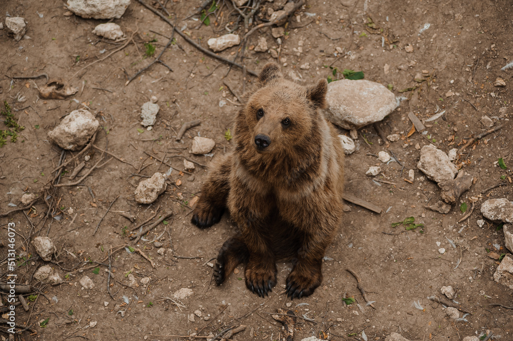 Obraz premium Bear sits on the ground in the forest