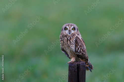 Short-eared owl sitting on a pole in the meadows of Noord Brabant near Rosmalen in the Netherlands photo