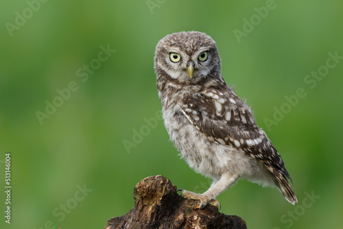 Little owl (Athene noctua) juvenile coming to outside just before dark in Noord Brabant in the 