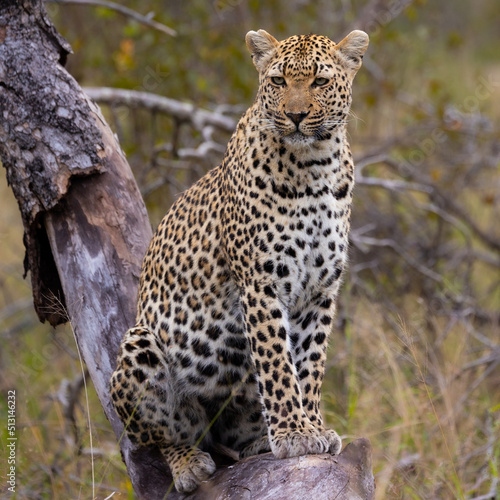 leopard sitting on a dead tree