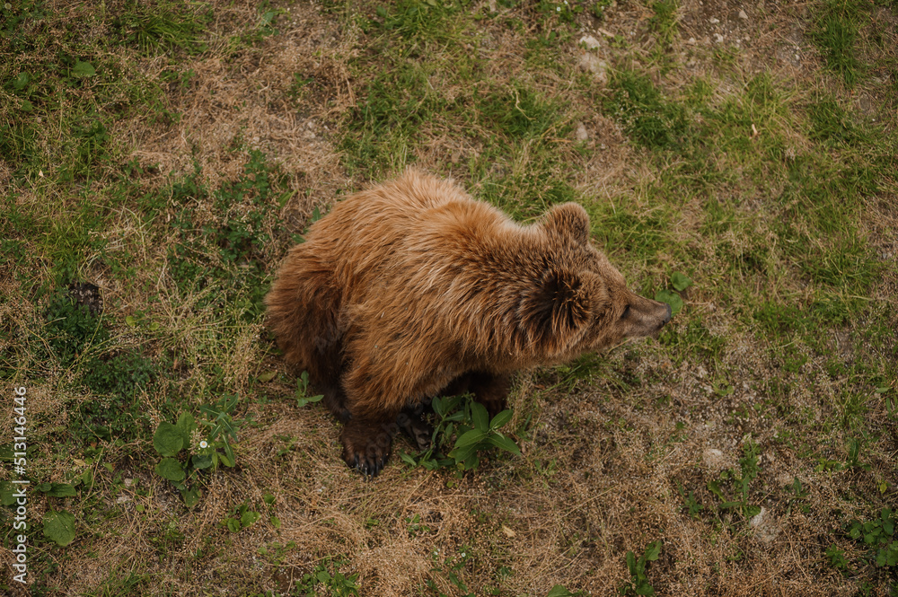 Bear sits on the ground in the forest Bear sits on the ground in the forest