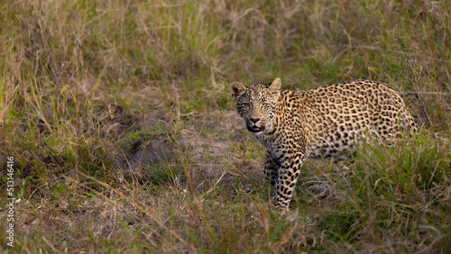 a leopard cub in the wild