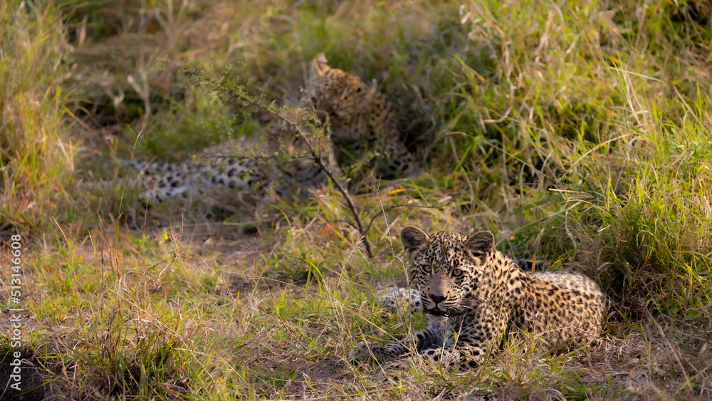 Naklejka premium leopardess with two cubs