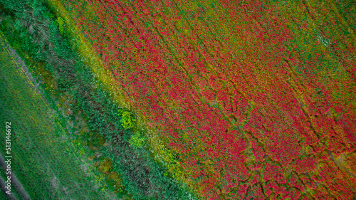 The texture of bright color from a great height. Field with poppies and wheat in Latvia. A bizarre drawing of nature on earth.
