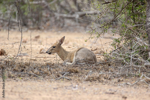 Fototapeta Naklejka Na Ścianę i Meble -  Grey or Common Duiker, Kruger National Park, South Africa