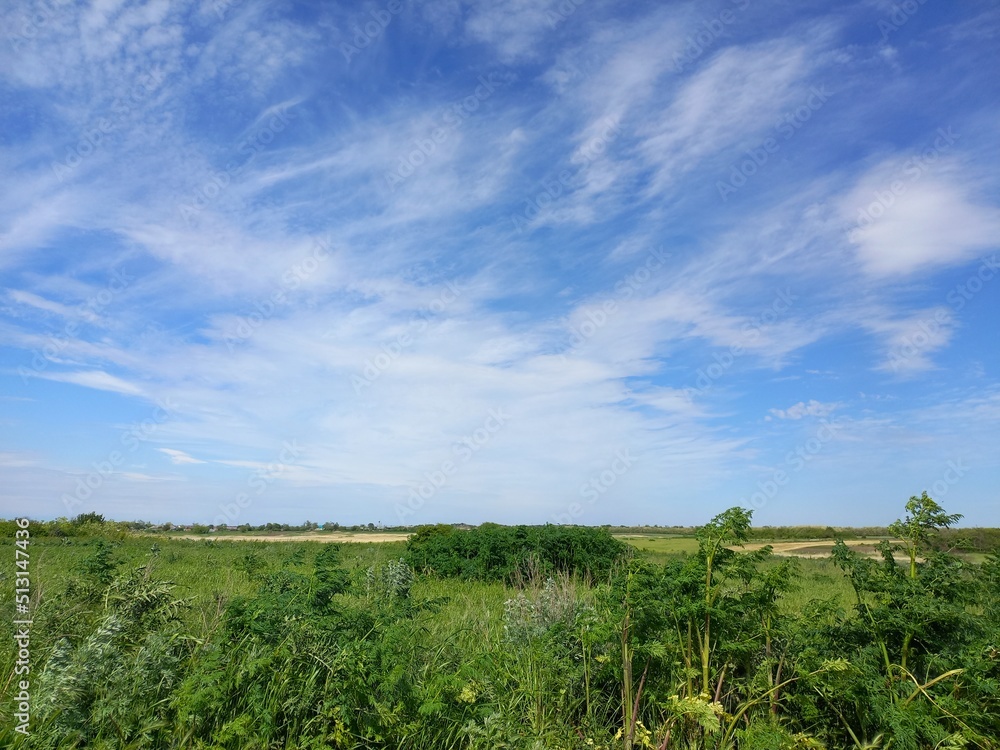nature, flowers, plants, sky, landscape, flora nature, flowers, plants, sky, landscape, flora