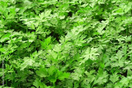 young green parsley grows on a bed on a vegetable farm. growing greens concept